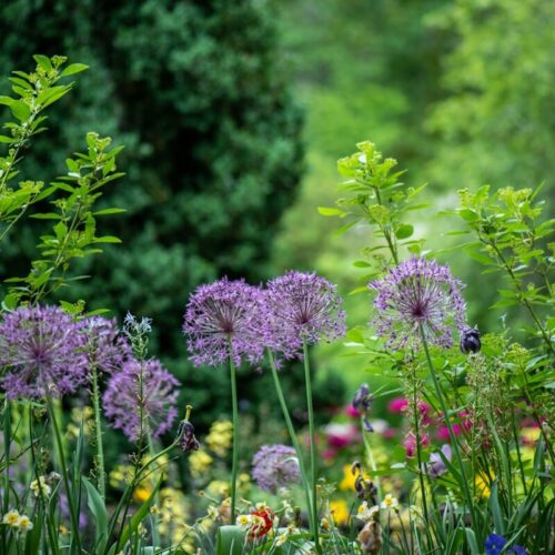 purple petaled flowers