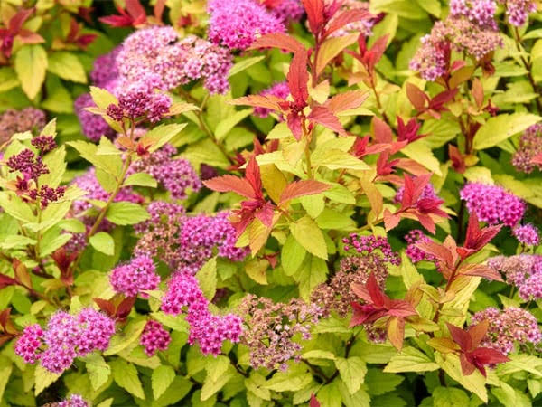 images (4)