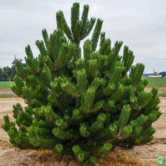 pinus-nigra-oregon-green-kh-47-254-1-1