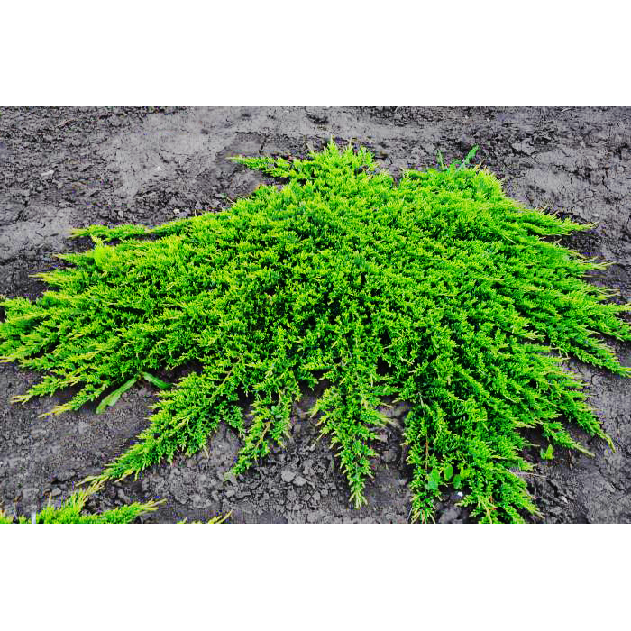 prince-of-wales-juniper-2-700×700