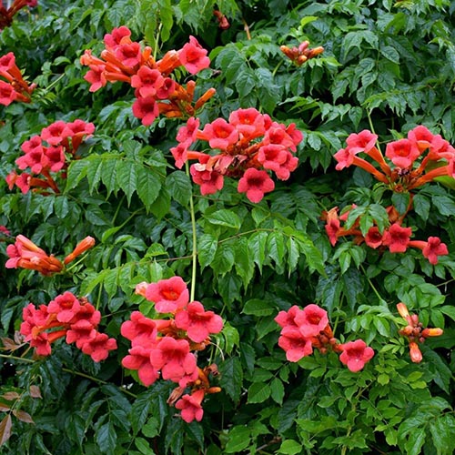 Flamenco-2-500×500-1