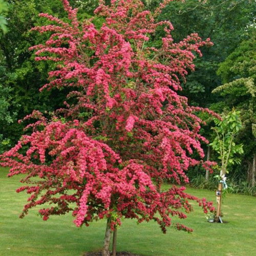 Gudobele-Paulss-Scarlet3-500X500