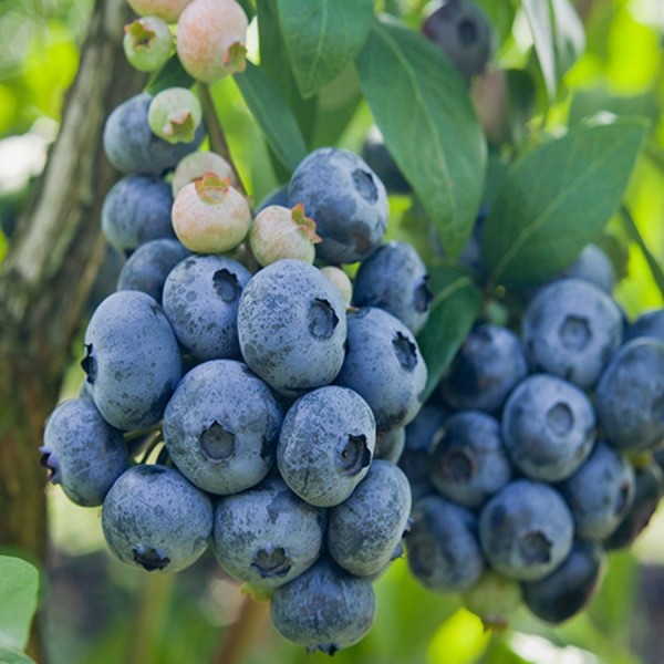 atnaujinta-silauoge-patriot-