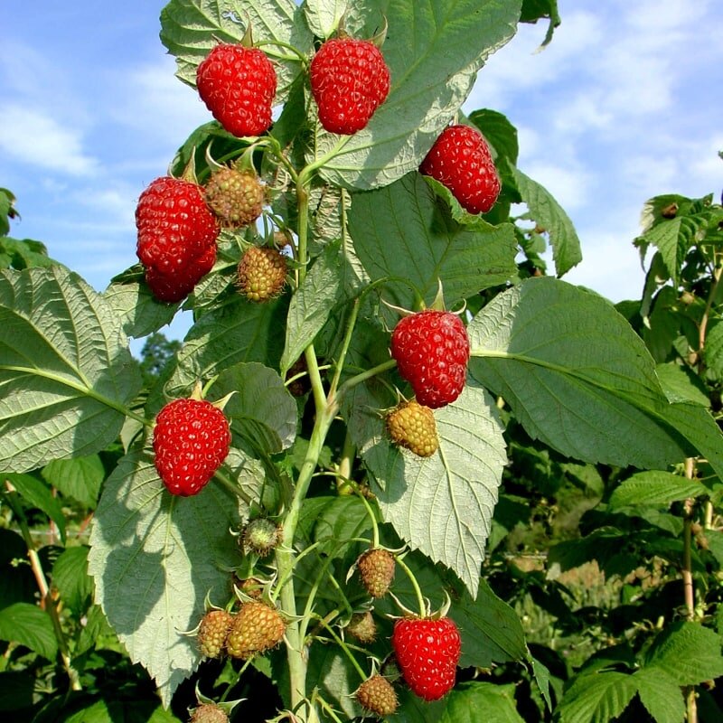 aviete-heban-kopija-1