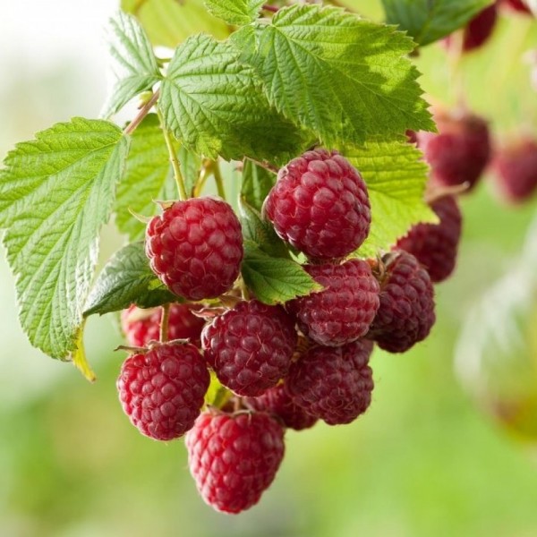 aviete-sugana-remotantines