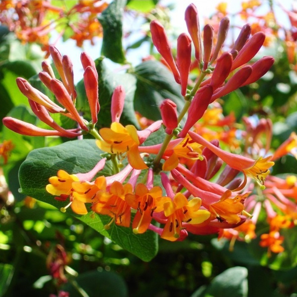 dropmore_scarlet-1000×1000