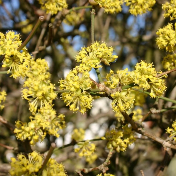 sedula-geltonziede-golden-glory-