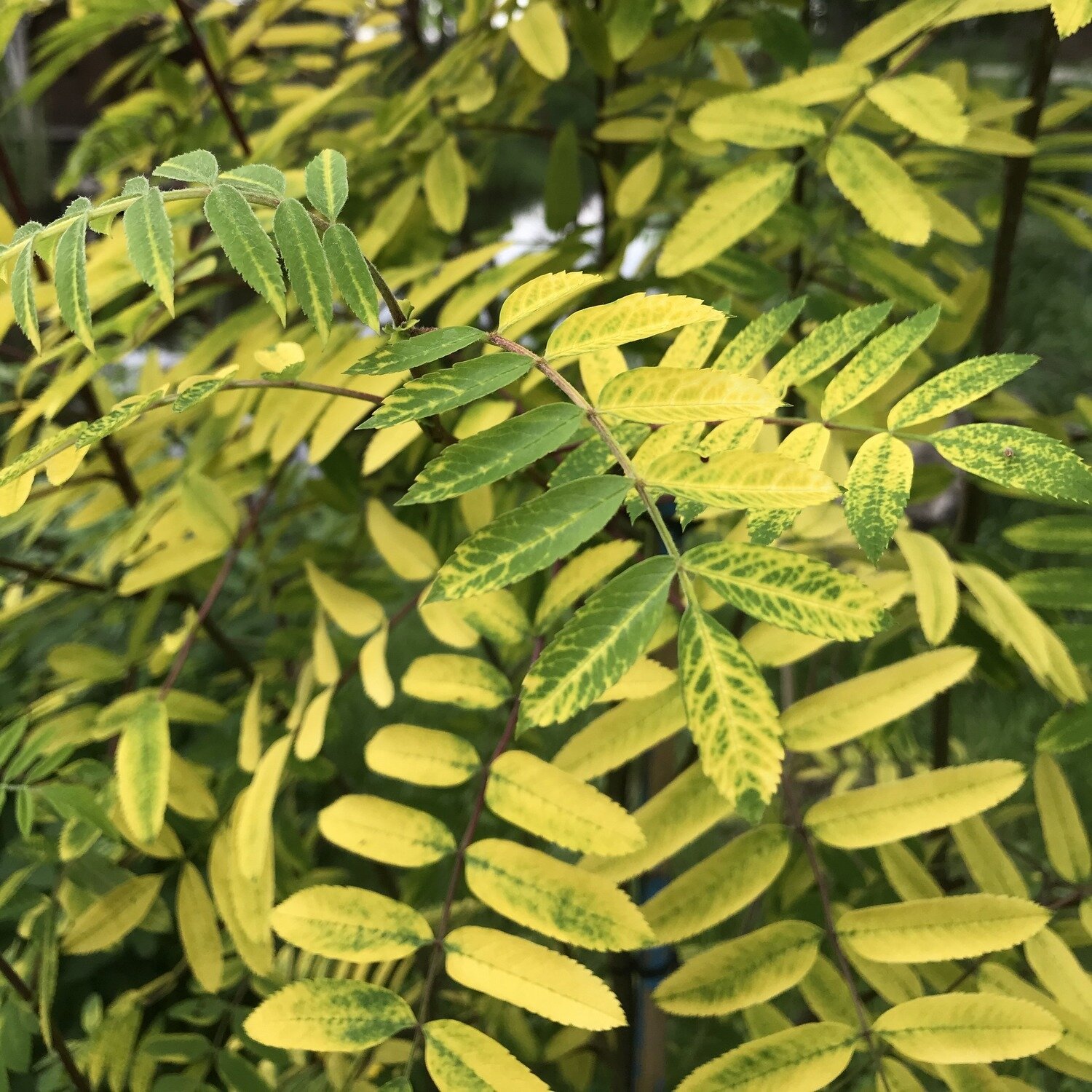 sermuksnis-paprastasis-rosina-aurea-c10-1