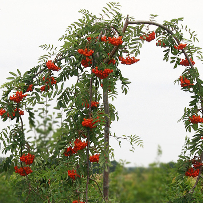 sermuksnis-paprastasis-sorbus-aucuparia-pendula-