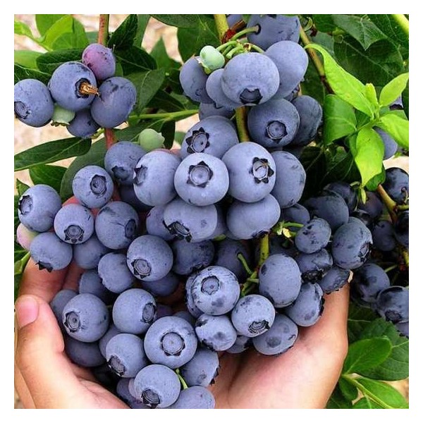 silauoge-aukstoji-duke-