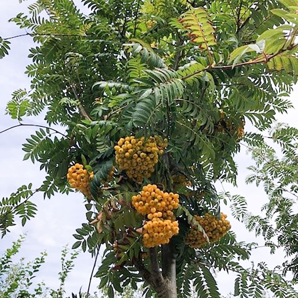 sorbus-sunshine-p1271-10468_image