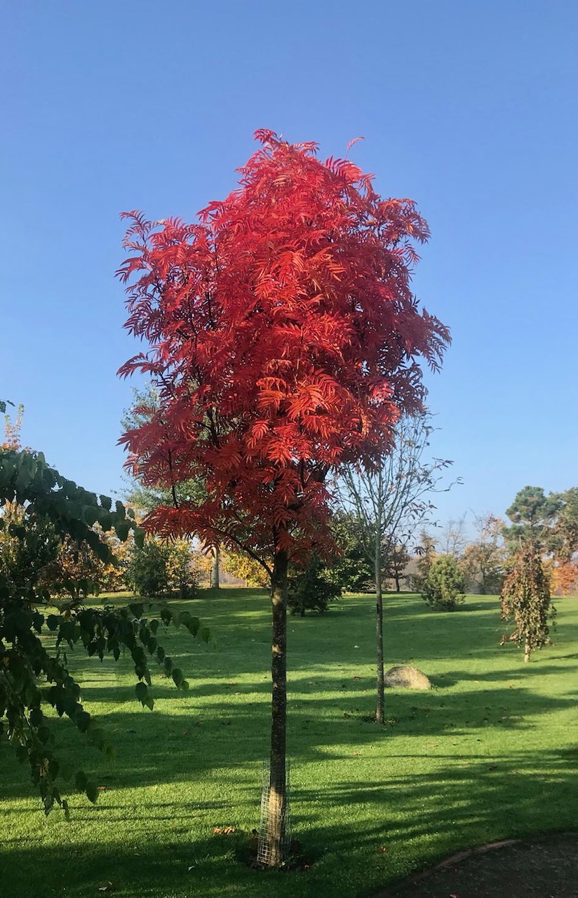 sorbusdodong_1615551999