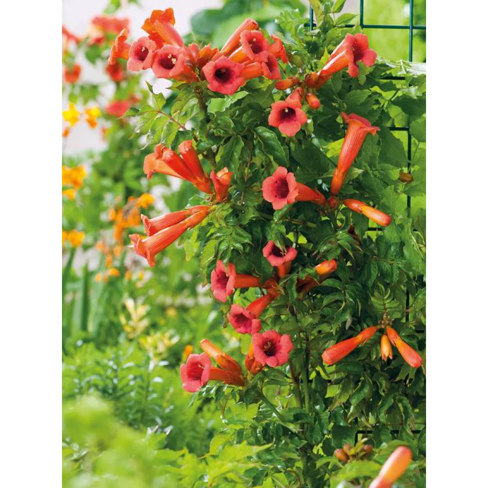 stambiaziede-lastune-campsis-ursynów_202404221145282-1000×1000