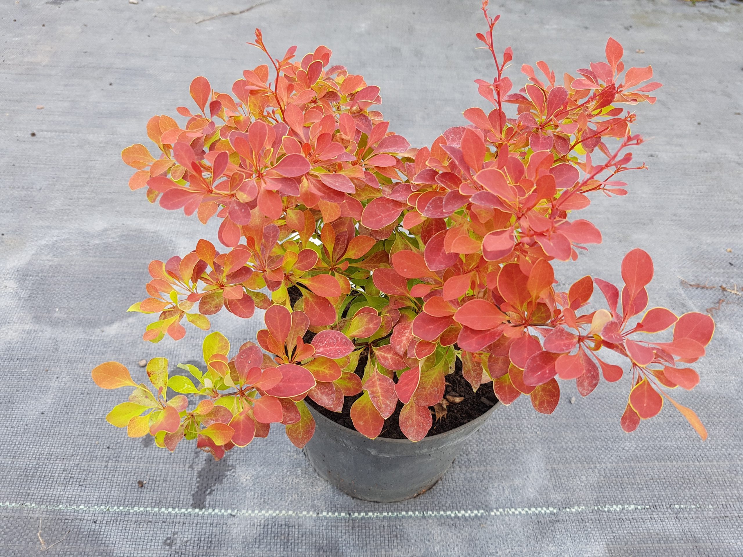 20240726_171135-scaled