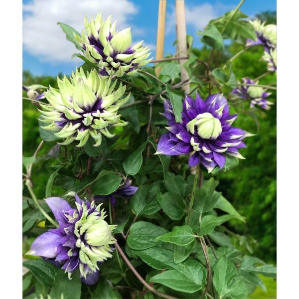 338503790_1665151537332949_1364110287932629431_n