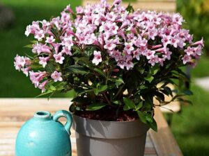 Veigelė gražiažiedė “Pink poppet”