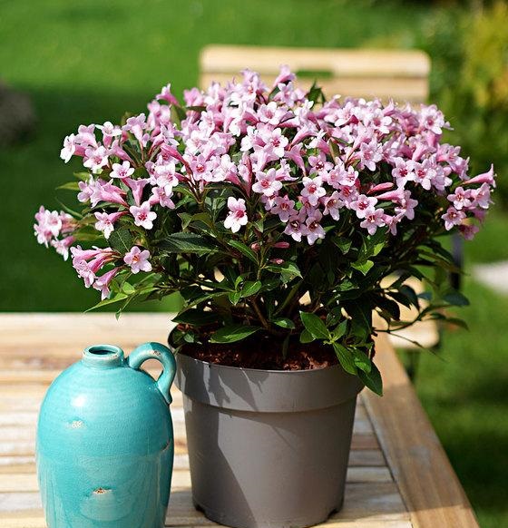 42895-04-baki_20170908084250