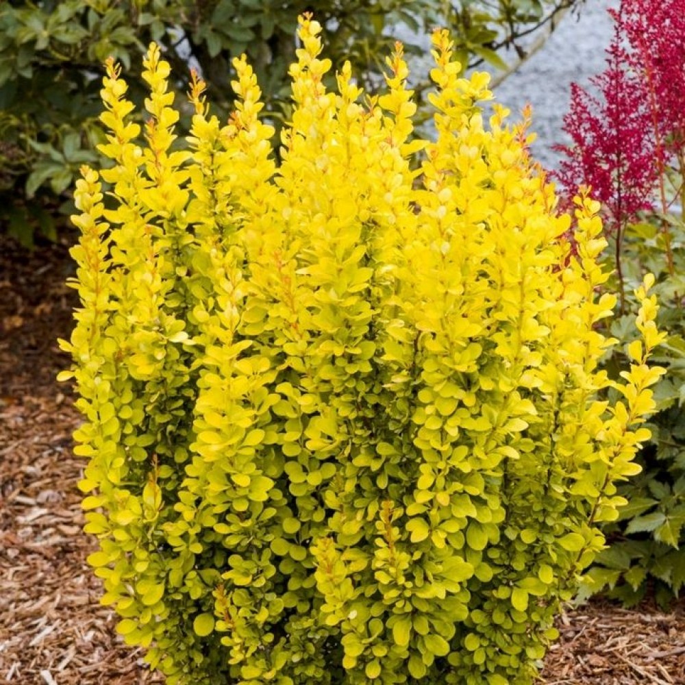 Berberis thunbergii SUMMER SUNSET (2)-1000×1000