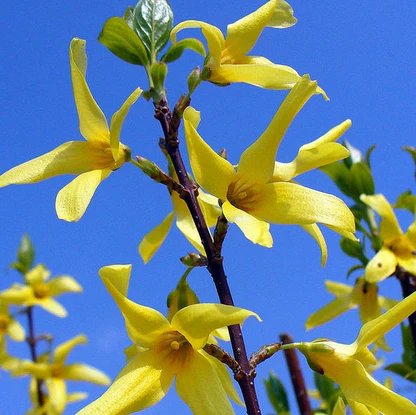 Forsythia-Maluch4