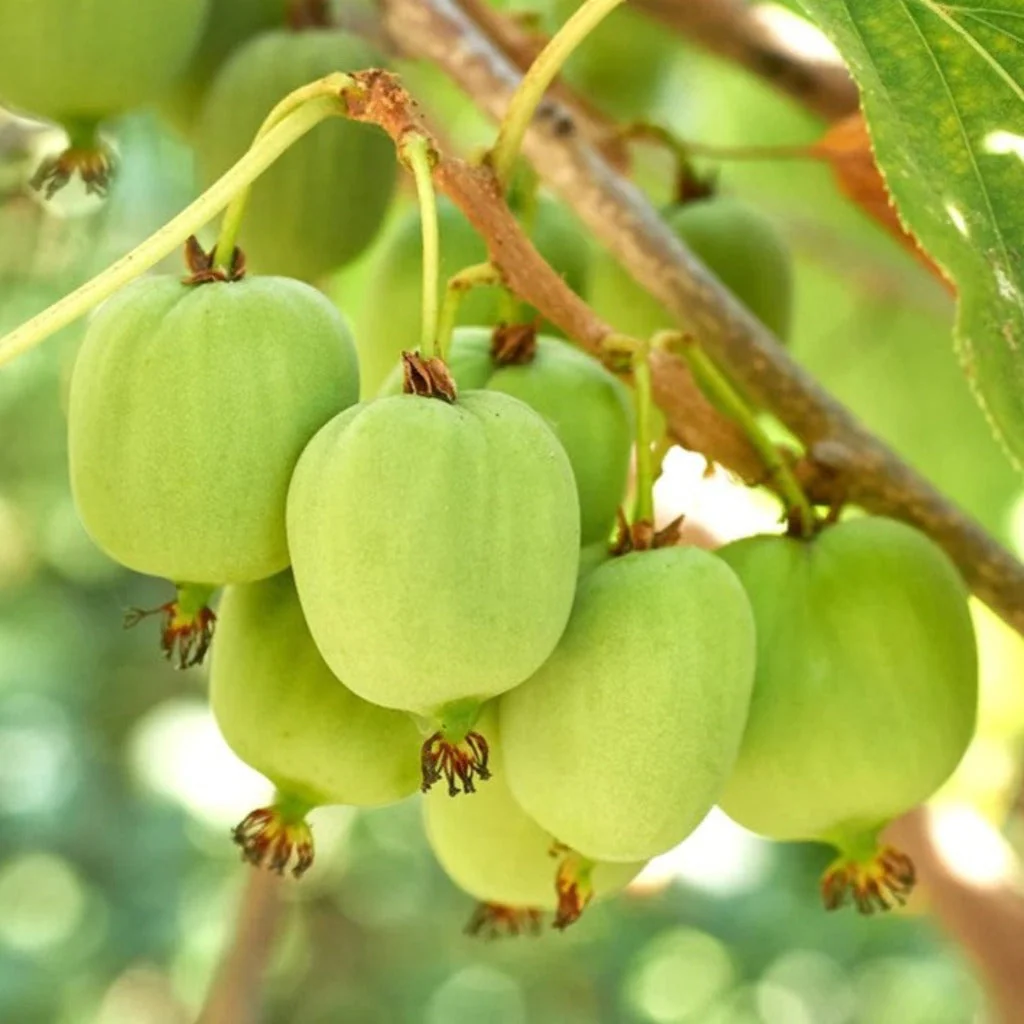 Issai_309bd14b-85dd-4b75-bd08-7da13f233d91