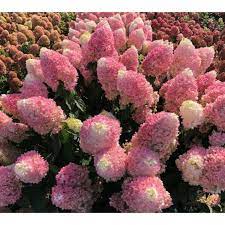 Šluotelinė hortenzija 'Pinkachu'