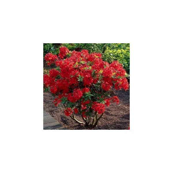 azalija-nabucco- (1)