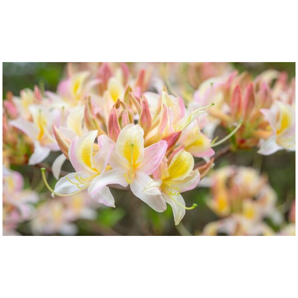 azalija-silver-slipper-