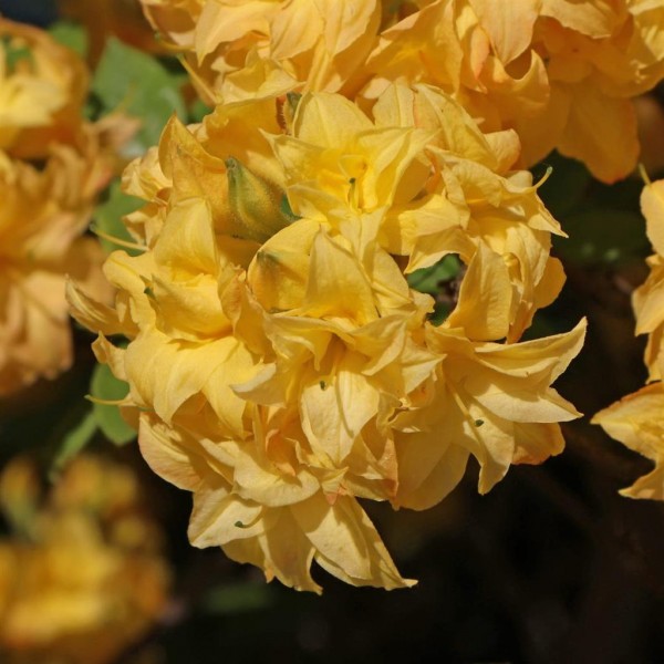 azalija-yellow-pom-pom-