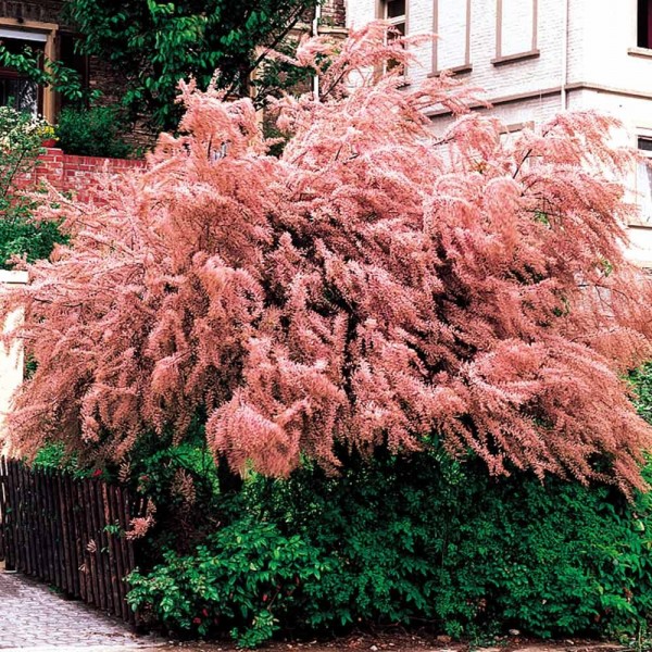 eglunas-smulkiaziedis-keturkuokis-tetrandra-