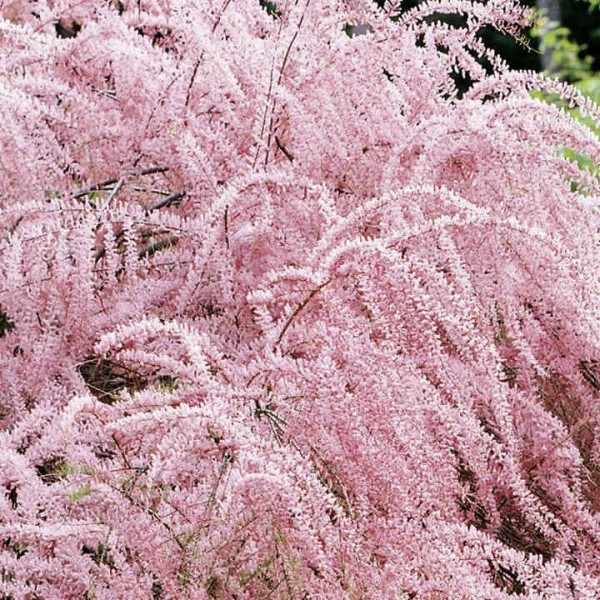 eglunas-smulkiaziedis-keturkuokis-tetrandra- (1)