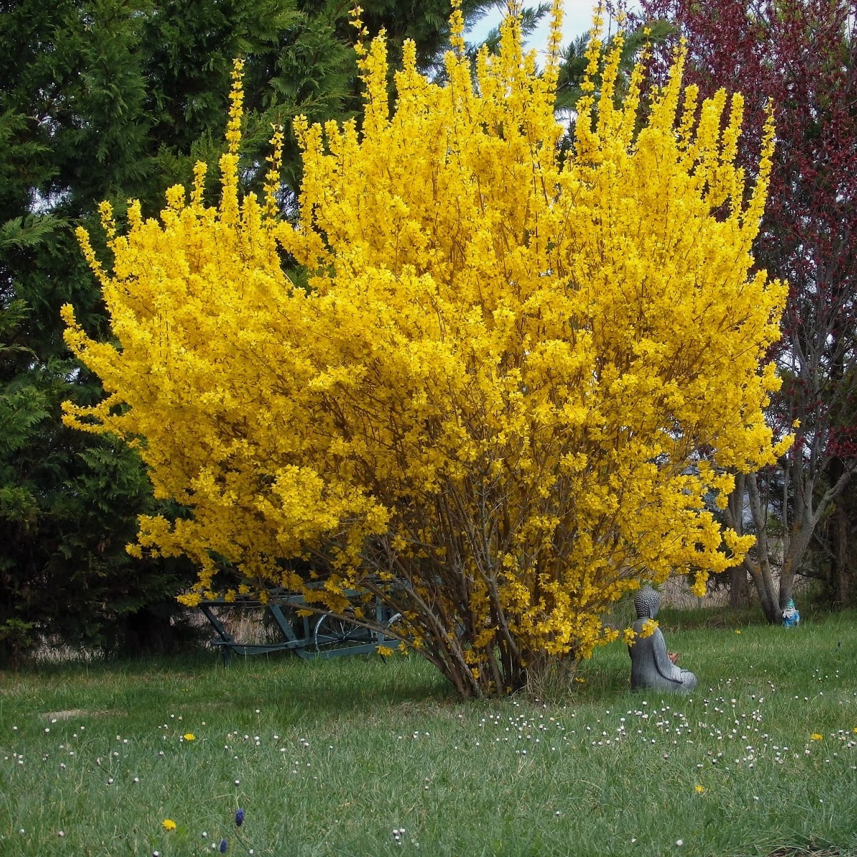 forsitija-goldrausch-c3