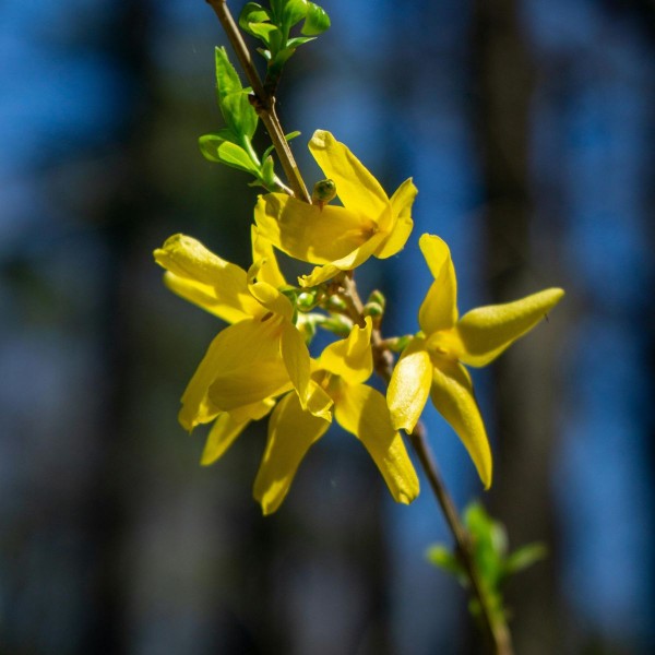 forsitija-tharandt- (1)