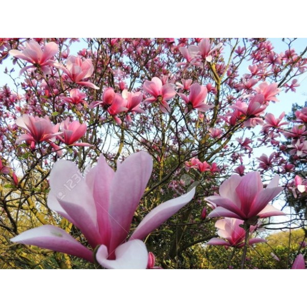 magnolija-galaxy- (1)