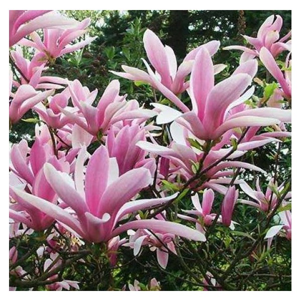 magnolija-george-henry-kern-