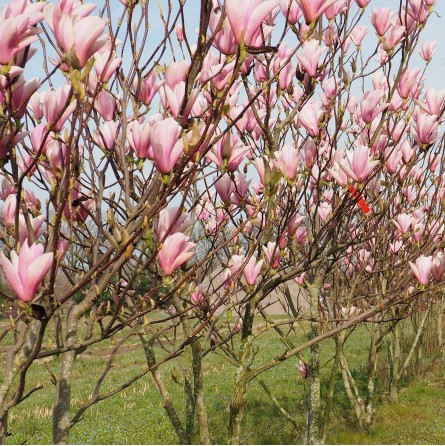 magnolija-heaven-scent-c5-60-80-cm