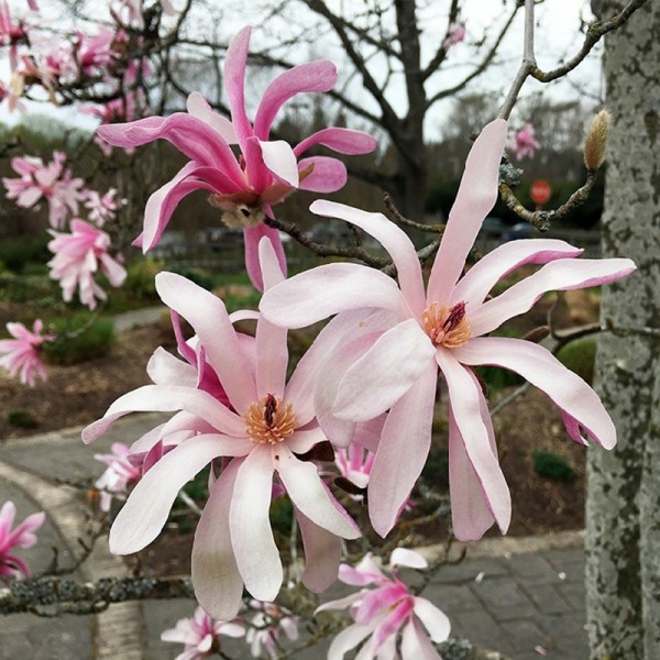 magnolija-rosea-