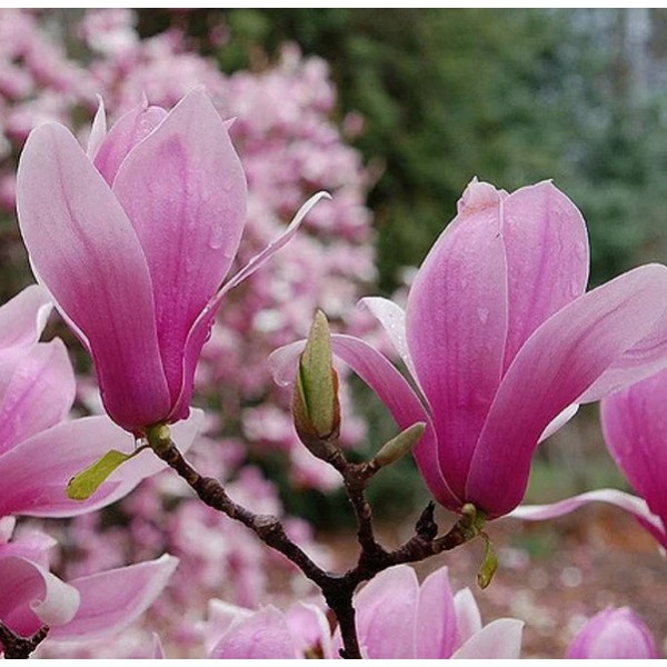 magnolija-sulanzo-verbanica-
