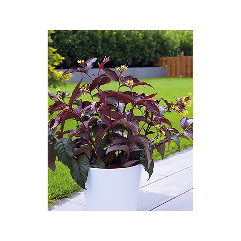 paupine-diervile-diervilla-splendens-diva-el-madrigal (1)