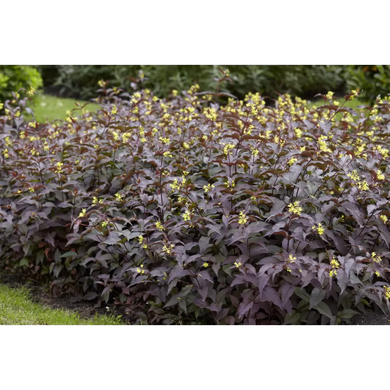 paupine-diervile-diervilla-splendens-diva-el-madrigal