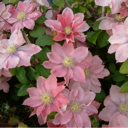 raganė-little-mermaid-