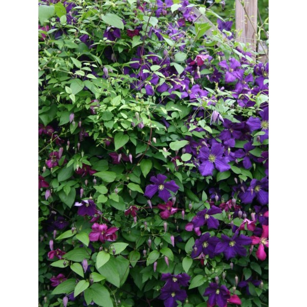 ragane-polish-spirit-