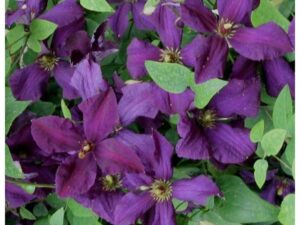 Raganė 'Polish Spirit'