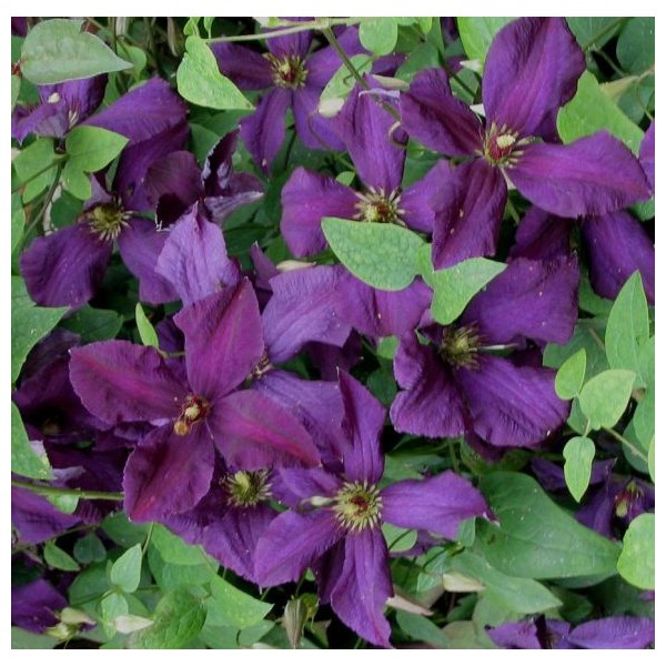 ragane-polish-spirit- (1)