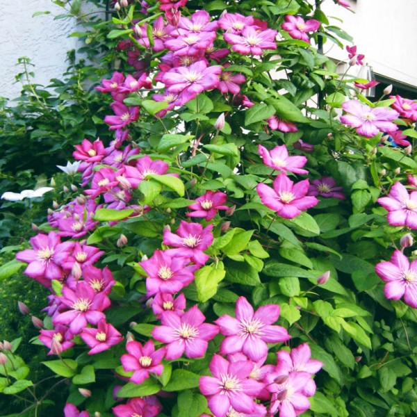 ragane-ville-de-lyon