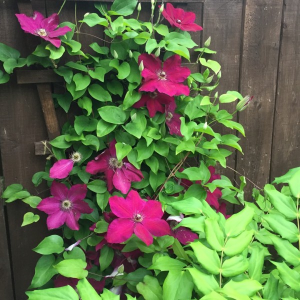 ragane-westerplatte- (1)