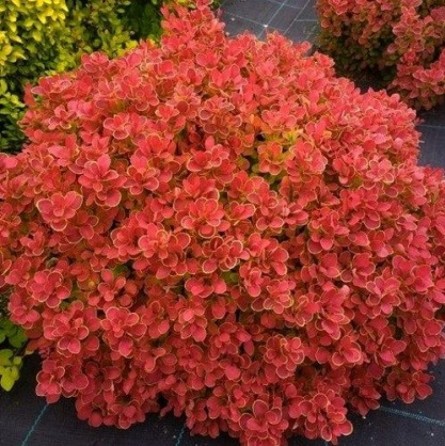 raugerškis-tunbergo-red-hot-chili-pbr-c2