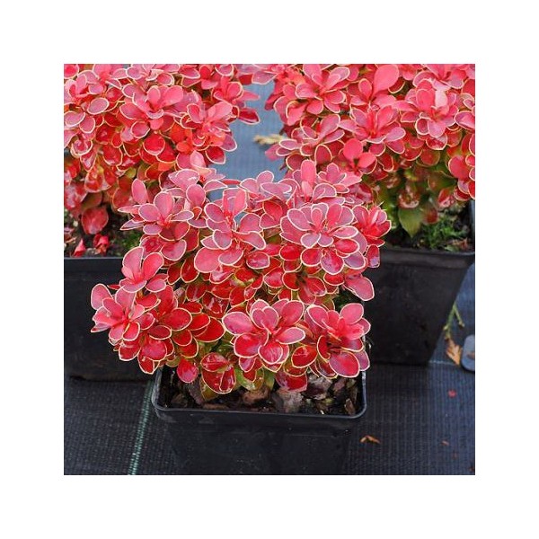 raugerskis-tunbergo-red-hot-chilli-pbr-