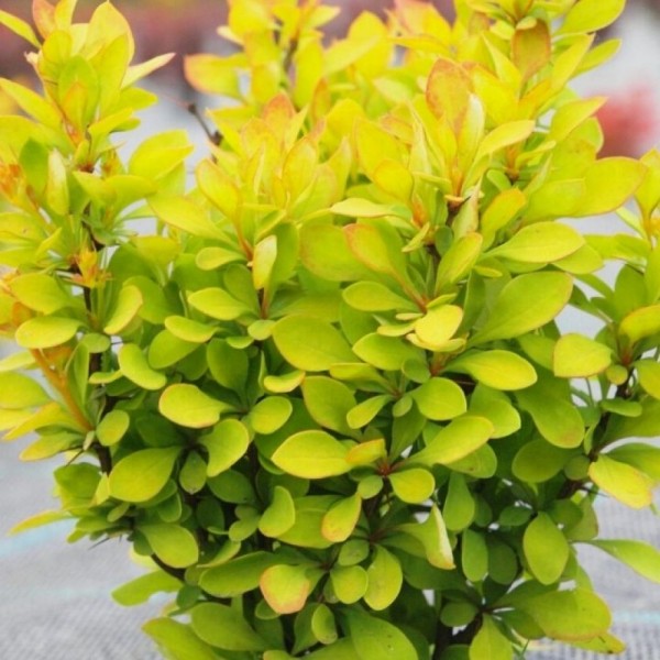 raugerskis-tunbergo-summer-sunset