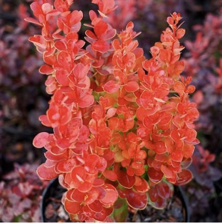 raugerškis-tunbergo-volcano-