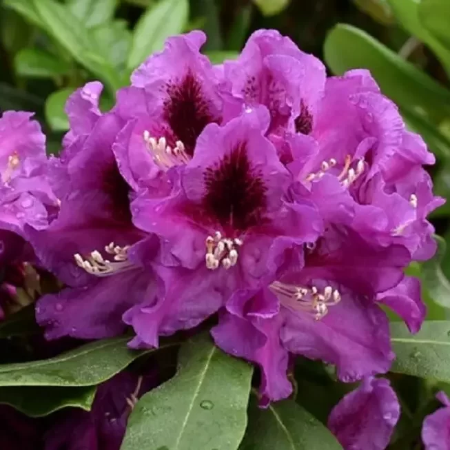 rhododendron-rasputin-e1692861805437